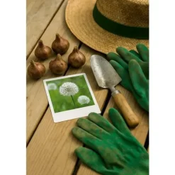 Exotiskt hjärta blomlökar - Prydnadsvitlök Allium White Giant (5 stycken)