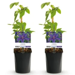 Exotiskt hjärta klängväxter - Clematis Mrs. N. Thompson - set om 2 - kruka 11cm