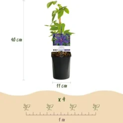 Exotiskt hjärta klängväxter - Clematis Mrs. N. Thompson - set om 2 - kruka 11cm