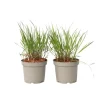 Fingergräs - 2 st - Panicum Virgatum 'Squaw' - Höjd 40-60cm - ⌀23cm