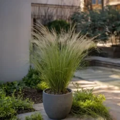 Fjädergräs - Set om 18 - Stipa tenuifolia 'Pony Tails' - Höjd 20-30cm - ⌀9cm