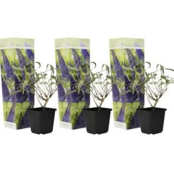 Fjärilsbuske - Set om 3 - Buddleja davidii 'Nanho Blue' - Höjd 25-40cm - ⌀9cm