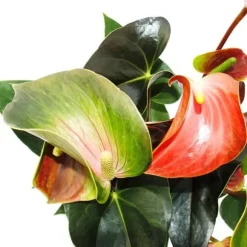 Flamingoblomma "Rainbow Champion" orange Anthurium andreanum 14cm