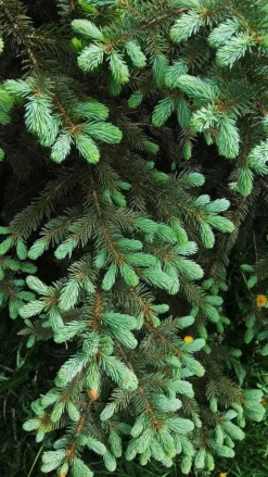 Flerkomponent fjädergödsel för tuja och barrträd Emerald Complex 4kg