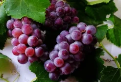 Flerkomponent fjädergödsel för druvor Emerald Complex 4 kg