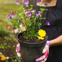 Flugfångare / Klibbig Insektsfälla, 20-pack