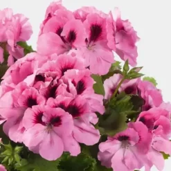 FORTEFOSKA GÖDSEL FÖR PELARGONOR 1 KG GRANULAT MYCKET EFFEKTIVT