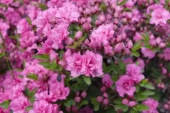 FORTEFOSKA RHODODENDRONGÖDSEL 1 KG GRANULAT MYCKET EFFEKTIVT