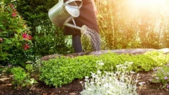 Färdig att plocka fröjord med kokosfiber 50L