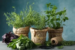 Färdigt Biovita örtjordssubstrat 10 l med gödselmedel