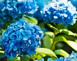 Garden Start Granulerad hortensia gödselmedel 2kg