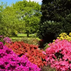 Gödsel för Rhododendron och Azaleor Trädgårdsstart 2kg