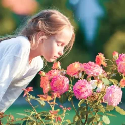 Gödsel för Rose Blommor Granulat Trädgård Start 2kg