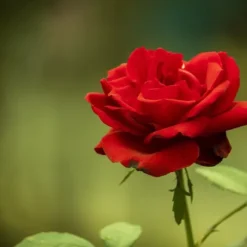 Gödsel för Rose Blommor Granulat Trädgård Start 2kg