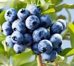 Gödsel för Syraälskande Blåbär Trädgård Start 5kg