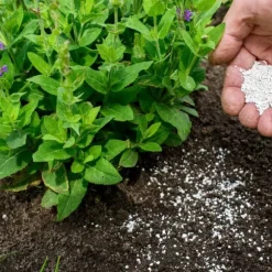 Gödsel för Syraälskande Blåbär Trädgård Start 5kg