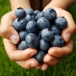 Gödsel för Syraälskande Blåbär Trädgård Start 2kg