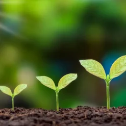 Gödsel för Syraälskande Blåbär Trädgård Start 10kg