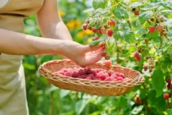 Gödselmedel för fruktträd och buskar Trädgård Start 2kg