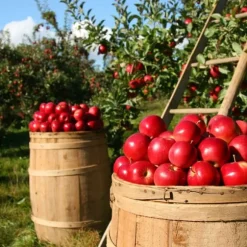 Gödselmedel för fruktträd och buskar Trädgård Start 2kg