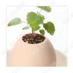 Ägg växter - TD - Miniatyrträdgård - ekologisk - Hantverk - Trädgårdsgåva