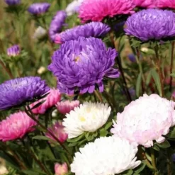 Graine - frö Seklos lt PLATINA FRÖN NASIONA ASTER CHRYZANTEMOWY CALLISTEPHUS CHINENSIS 1 G