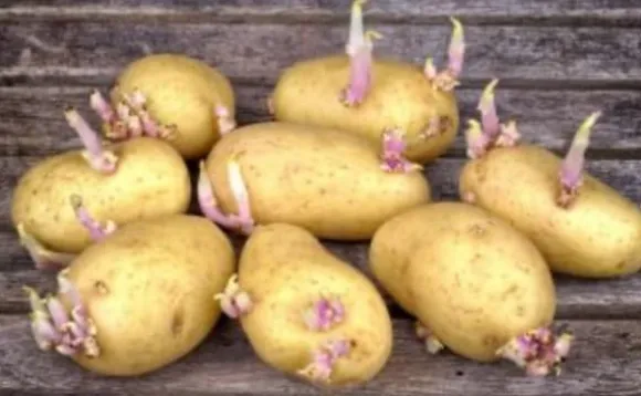 Granat Antigerme, Effektiv Spiringhämning, Förbättrar Skörde Kvalitet, Användarvänlig Tillämpning