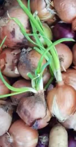 Granat Antigerme, Effektiv Spiringhämning, Förbättrar Skörde Kvalitet, Användarvänlig Tillämpning