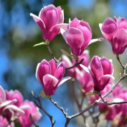 Granulerad gödsel för Magnolias Garden Start 1kg