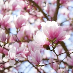 Granulerad gödsel för Magnolias Garden Start 1kg