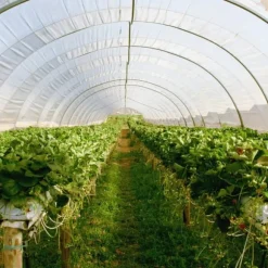 Granulerat svavel 1 kg AMPOL