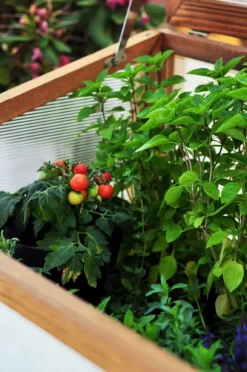 Greenspot Miniväxthus med lock för balkong och terrass 80x45x120 cm - Växthus på träplattform, Upphöjd träbädd, Kallram med lock på höga ben, Mörk ros | CDON