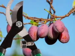 Grensax / Trädgårdssax - Trädgårdsverktyg - 70 cm