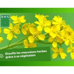 Gröna gödningsmedel - BHS - Vit senap 500 g | 100 m² | Förbättrar och desinficerar jorden för bättre bördighet.