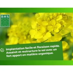 Gröna gödningsmedel - BHS - Vit senap 500 g | 100 m² | Förbättrar och desinficerar jorden för bättre bördighet.