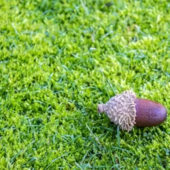 Gräsgödsel Järn Antimossa Trädgård Start 1kg