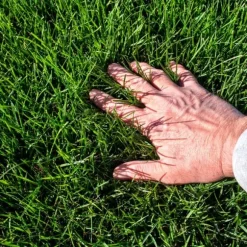 Gräsgödsel Järn Antimossa Trädgård Start 5kg