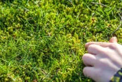 Gräsgödsel med mossgranulat Trädgårdsstart 5 kg