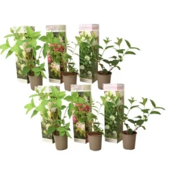 Hortensia - Set om 6 - Hortensia paniculata - Höjd 25-35cm - ⌀9cm