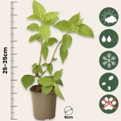 Hortensia - Set om 6 - Hortensia paniculata - Höjd 25-35cm - ⌀9cm