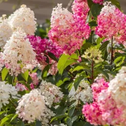 Hortensia - Set om 6 - Hortensia paniculata - Höjd 25-35cm - ⌀9cm