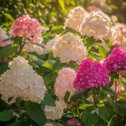 Hortensia - Set om 6 - Hortensia paniculata - Höjd 25-35cm - ⌀9cm