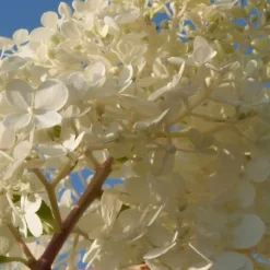 Hortensia - Set om 6 - Hortensia paniculata - Höjd 25-35cm - ⌀9cm