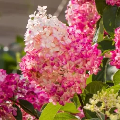 Hortensia - Set om 6 - Hortensia paniculata - Höjd 25-35cm - ⌀9cm