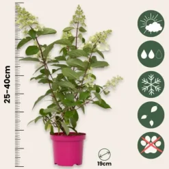 Hortensia - Set om 4 - Hydrangea paniculata 'Pinky Winky' - Höjd 25-40cm - ⌀19cm
