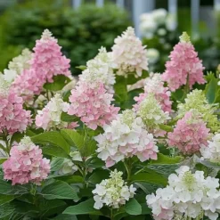 Hortensia - Set om 4 - Hydrangea paniculata 'Pinky Winky' - Höjd 25-40cm - ⌀19cm
