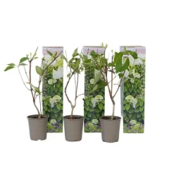 Hortensia - Set om 3 - Hydrangea paniculata - Höjd 25-40cm - ⌀9cm