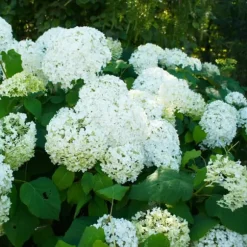 Hortensia - Set om 3 - Hydrangea paniculata - Höjd 25-40cm - ⌀9cm