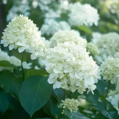 Hortensia - Set om 3 - Hydrangea paniculata - Höjd 25-40cm - ⌀9cm