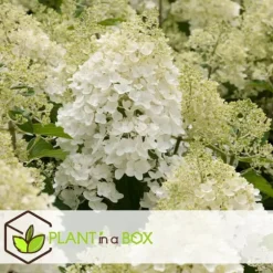 Hortensia - Set om 3 - Hydrangea paniculata - Höjd 25-40cm - ⌀9cm